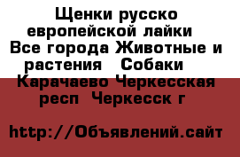 Щенки русско европейской лайки - Все города Животные и растения » Собаки   . Карачаево-Черкесская респ.,Черкесск г.